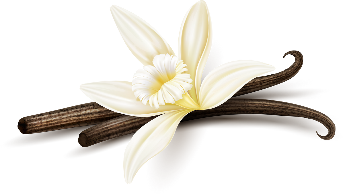 Vanilla Flower and Dried Sticks 